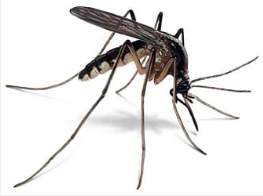 Screen Shot 2015-12-29 at 9.19.28 PM