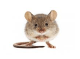 Screen Shot 2017-12-29 at 7.00.23 PM.png